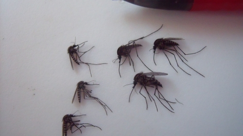 Female Mosquitoes